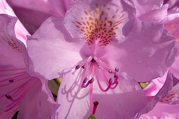 Rhododendron