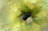 [#008h] hibiskus, humla, pollen, pollenkorn, makro, gul