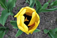 [#296c] Tulpan, ovanifrån, gul, jord