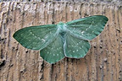 [#1479s] Fjäril på husvägg, Dagfjärilsmätare, Geometra papilionaria, grön