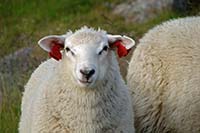 [#400h] får, öronmärkt, röd märkning, öra, grönt gräs