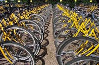 [#723h] gula cyklar, gul cykel, svart stänkskydd, ekrar, cykelställ, cykeluthyrning